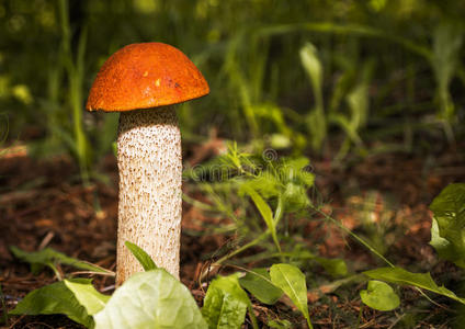 食物 牛肝菌 生物学 真菌 帽子 落下 植物 秋天 俄罗斯