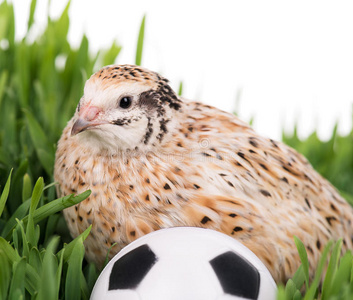 可爱的鹌鹑图片