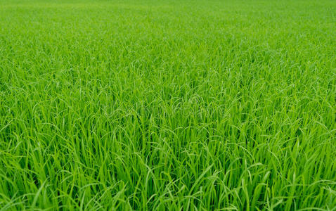 美丽的绿色稻田背景