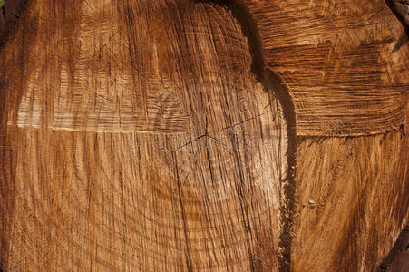 硬木 树干 纹理 圆圈 橡树 松木 世界 植物 木材 材料