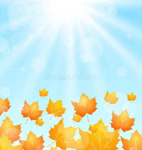 秋天在蓝天上飞翔的枫树
