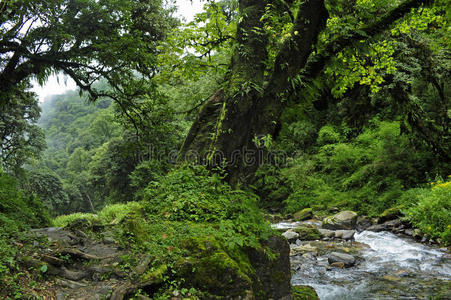 尼泊尔丛林