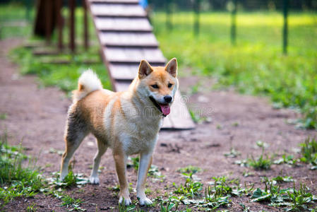 雌性石坝犬