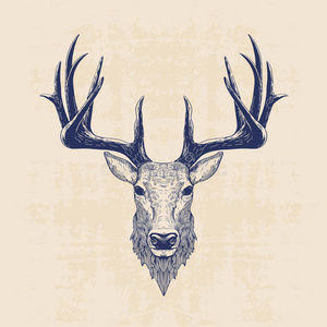 鹿头手拉起来的鹿白尾鹿鹿长颈鹿犊牛麋鹿在树林里