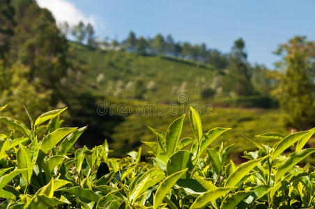 茶园河谷背景上的绿茶叶片