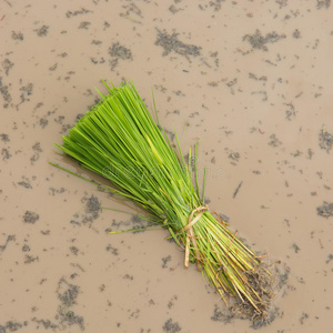 新鲜水稻在地面种植前