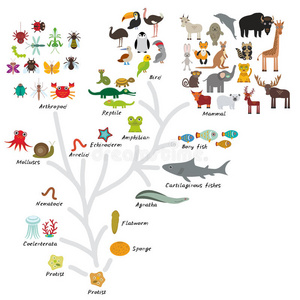 生物学进化，白底分离动物的方案进化。 儿童教育，科学。 进化尺度Fro