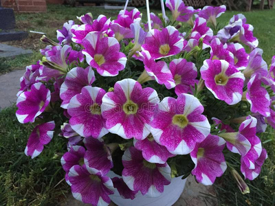 植物 花开 每一个 牡丹 紫色 港口 春天 夏天 院子