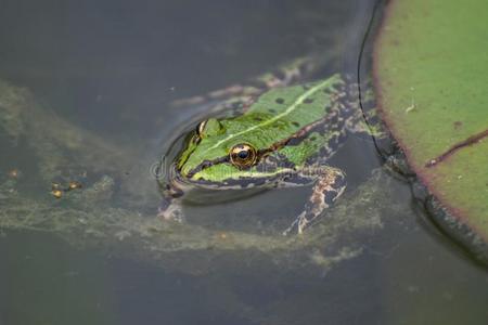 青蛙漂浮