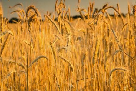 耳朵 天空 收获 植物 日出 农业 食物 生长 夏天 小麦