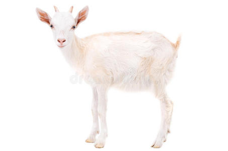 小白羊照片
