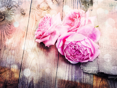 植物 粉红色 花园 边境 芳香 美丽的 特写镜头 颜色 罗曼特