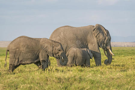 非洲丛林象群