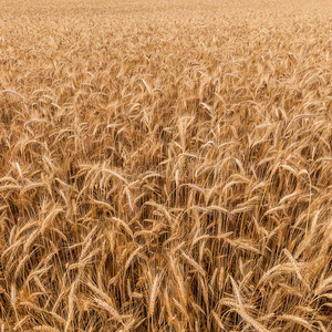 成熟的黑麦场背景
