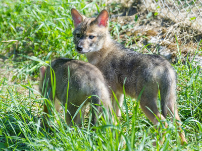 金色豺狗金黄色葡萄球菌小狗照片