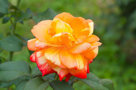 花园里的橙色玫瑰