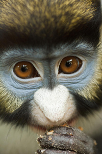 小斑鼻猴子的正面肖像