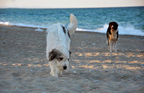自然 朋友 海滩 小狗 耳朵 甜的 可爱的 最好的 忠诚
