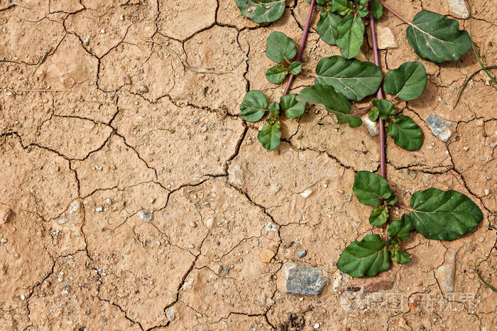 农业 成长 出生 地面 环境 生长 生活 污垢 黏土 刹车