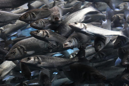 食物 特内里费 生活 集群 囚禁 颜色 活着的 海的 水族馆