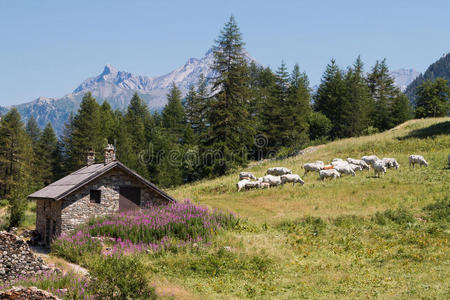 草地 风景 意大利语 全景图 粉红色 意大利 登山 奶牛