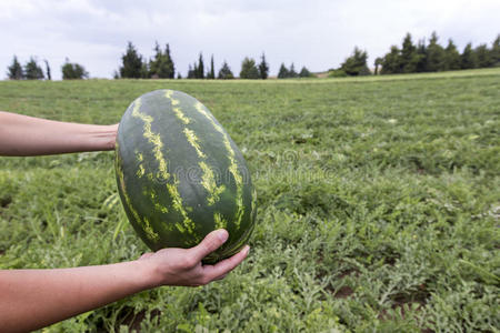 聚集 食物 爬山虎 收割 花园 园丁 种植者 收获 农民