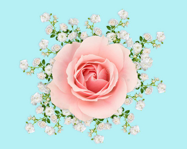 花序 玫瑰 罗莎 花瓣 插图 柔和的 花开 蒙太奇 集群