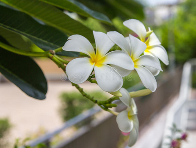 鸡蛋花