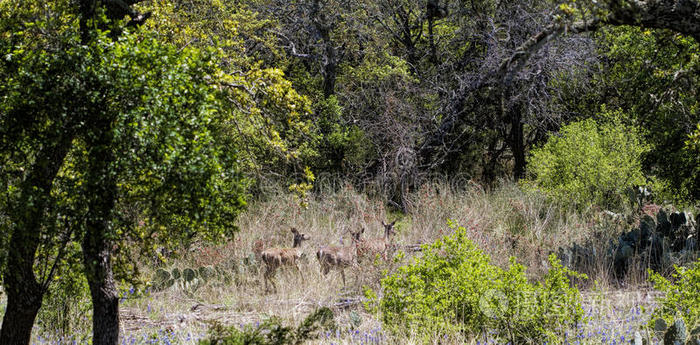 处女座 动物 白尾鹿 萌芽 风景 白尾 野生动物 兽群 德克萨斯州