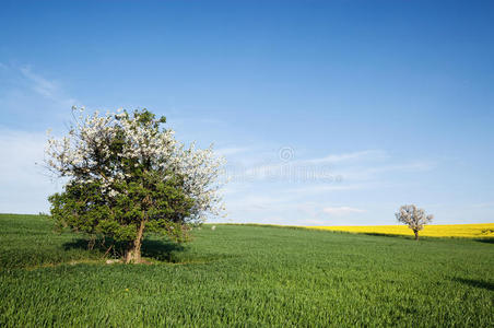 蓝天上的田野和樱桃树