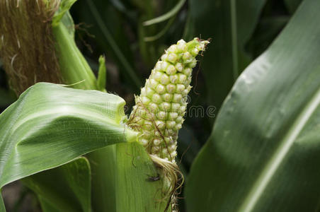 农场 自然 食物 生长 收获 行业 国家 植物区系 树叶