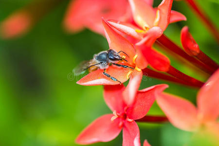 花蜜 花粉 蜂蜜 花瓣 春天 特写镜头 夏天 自然 动物