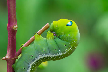 绿色蠕虫爬行