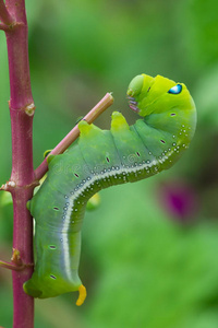 绿色蝴蝶蠕虫图片