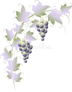 葡萄 每股收益 植物 爱普生 卷曲 要素 绘画 自然 开花