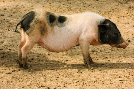 猪肉 繁殖 模子 农业 培根 睡觉 污点 牲畜 米色 火腿