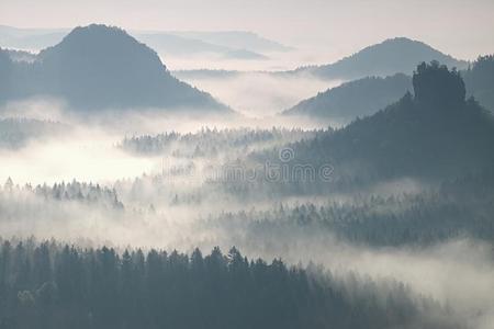 美丽的丘陵景观中五颜六色的黎明。 山峰从雾中突出出来。 雾在树间摆动。