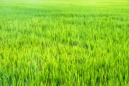 美丽的 食物 领域 生长 植物 亚洲 农事 农田 太阳 稻谷