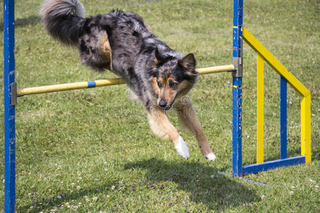 狗的敏捷跳跃狗跳在空中狗跳和捕捉飞盘在空中狗在跳跃中捕捉磁盘微笑