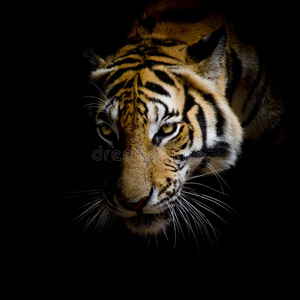近距离面对老虎孤立在黑色背景上