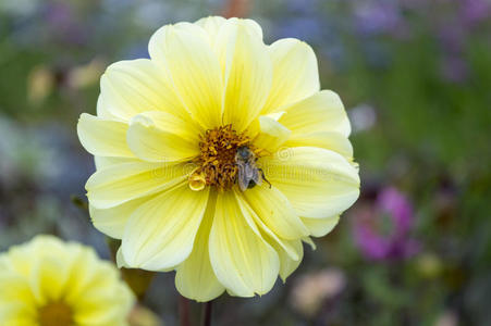 蜂巢 蜂蜜 工人 季节 开花 缺陷 美女 颜色 春天 盛开
