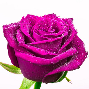 美丽的粉红色玫瑰和水滴