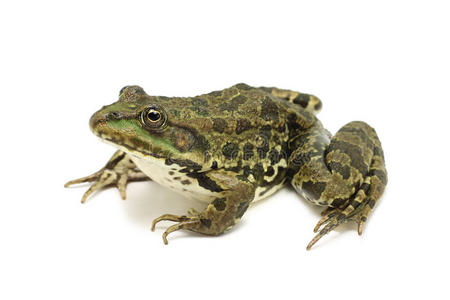 大耳朵棕色青蛙照片