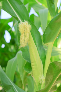 生长 农场 水果 圆面包 植物 粮食 夏天 食物 泰国 蔬菜