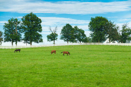 马场的绿色牧场。乡村夏季景观。