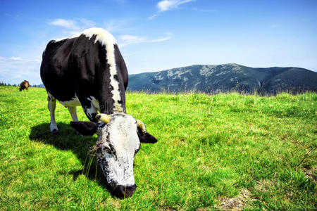 草地 领域 哺乳动物 风景 春天 农业 兽群 牛奶 动物