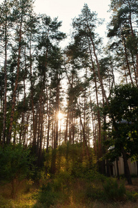 秋天 风景 薄雾 通路 闪耀 夏天 植物 森林 太阳 分支