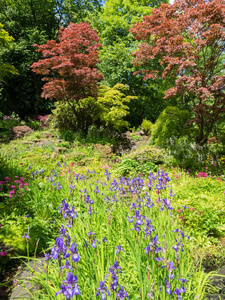 风景 王国 草地 流动 百合花 花园 生态系统 英语 地被植物