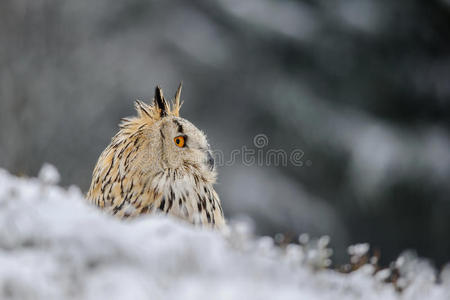 欧亚鹰猫头鹰在冬天坐在地上下雪