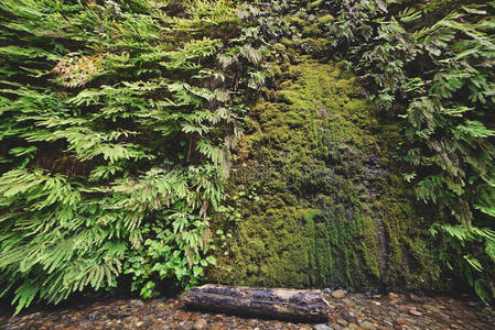 蕨类植物 峡谷 太平洋 瀑布 自然 石头 西北 风景 苔藓